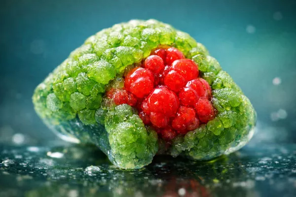 জেনোবট (Xenobot)